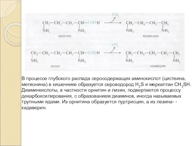 В процессе глубокого распада серосодержащих аминокислот (цистеина, метионина) в кишечнике образуется сероводород