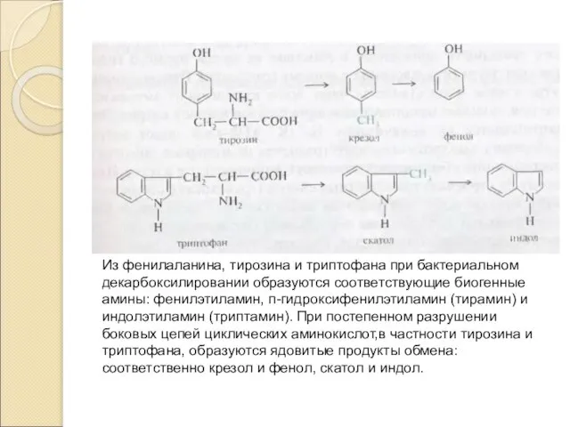 Из фенилаланина, тирозина и триптофана при бактериальном декарбоксилировании образуются соответствующие биогенные амины: