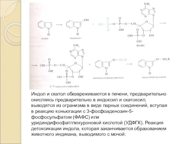 Индол и скатол обезвреживаются в печени, предварительно окисляясь предварительно в индоксил и