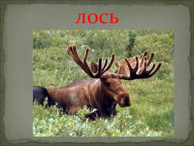 лось