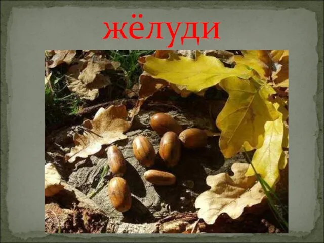 жёлуди