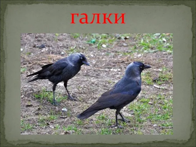 галки