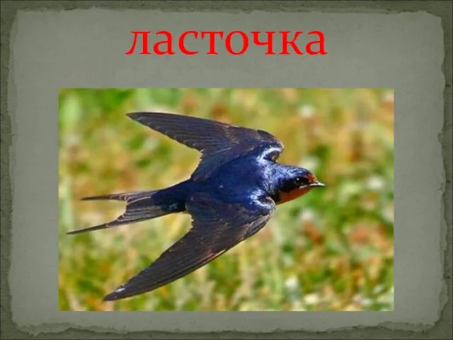 ласточка