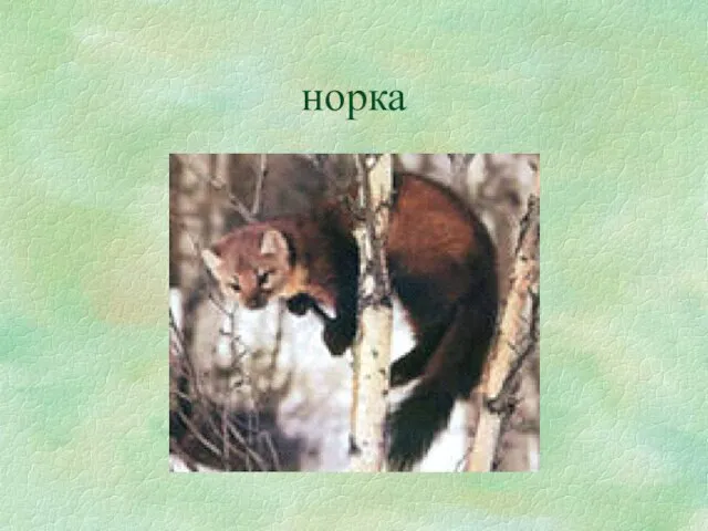 норка