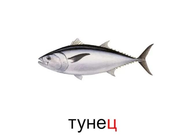 тунец