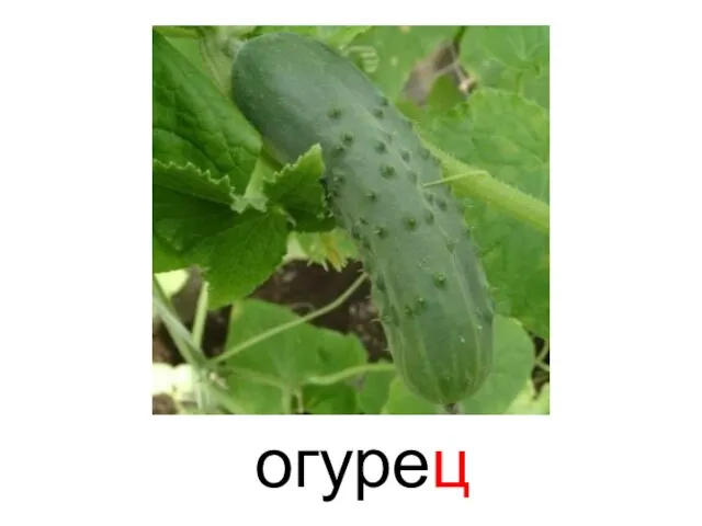 огурец