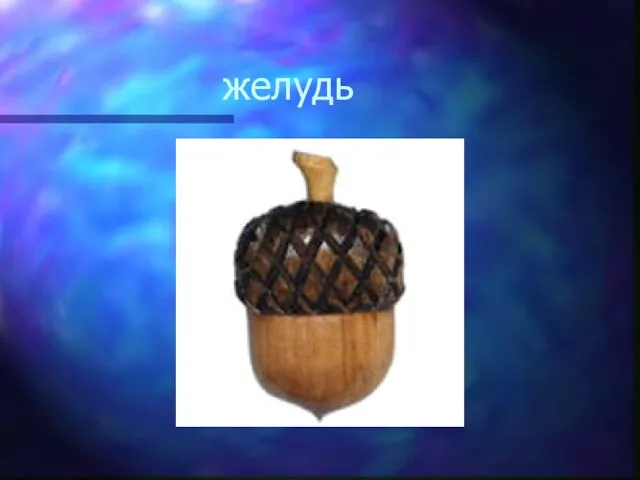 желудь