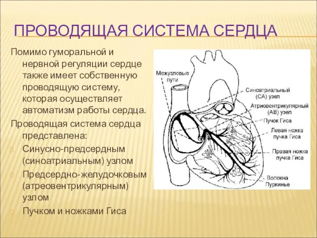 ПРОВОДЯЩАЯ СИСТЕМА СЕРДЦА Помимо гуморальной и нервной регуляции сердце также имеет собственную