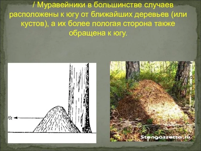 / Муравейники в большинстве случаев расположены к югу от ближайших деревьев (или