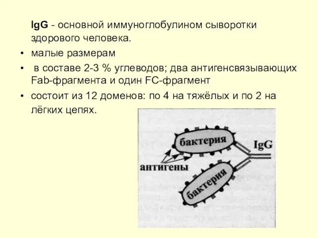 IgG - основной иммуноглобулином сыворотки здорового человека. малые размерам в составе 2-3