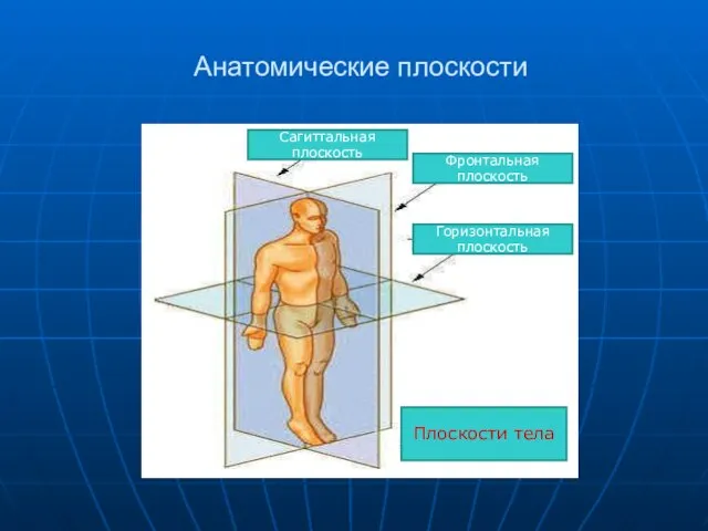 Анатомические плоскости Сагиттальная плоскость Фронтальная плоскость Горизонтальная плоскость Плоскости тела