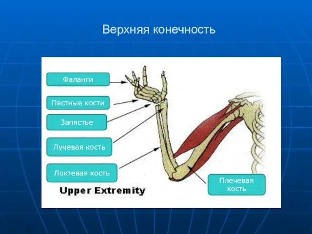 Верхняя конечность Фаланги Пястные кости Запястье Лучевая кость Локтевая кость Плечевая кость