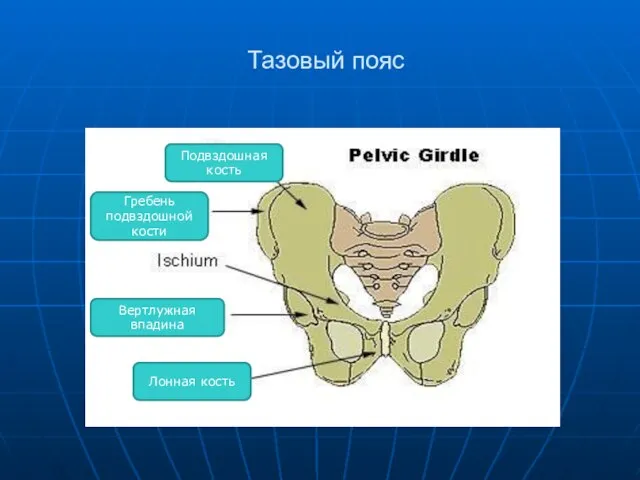 Тазовый пояс Подвздошная кость Гребень подвздошной кости Лонная кость Вертлужная впадина