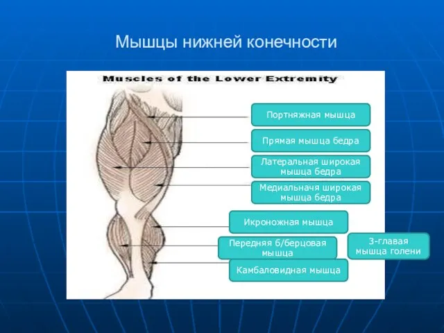 Мышцы нижней конечности Портняжная мышца Прямая мышца бедра Латеральная широкая мышца бедра