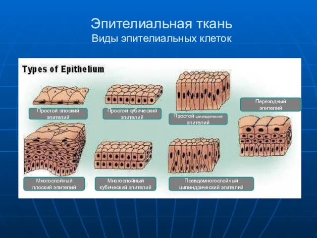 Эпителиальная ткань Виды эпителиальных клеток Простой плоский эпителий Простой кубический эпителий Простой