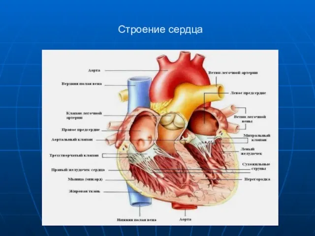 Строение сердца