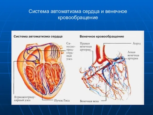 Система автоматизма сердца и венечное кровообращение
