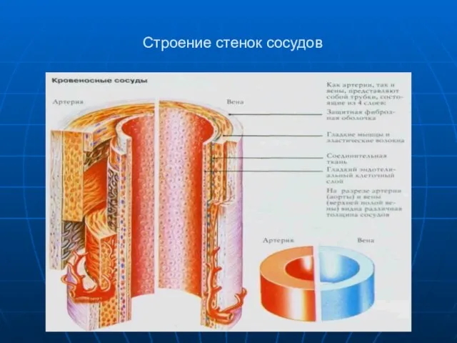 Строение стенок сосудов