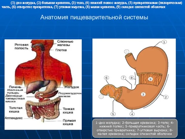 Анатомия пищеварительной системы 1-дно желудка; 2-большая кривизна; 3-тело; 4-нижний полюс; 5-привратниковая часть;