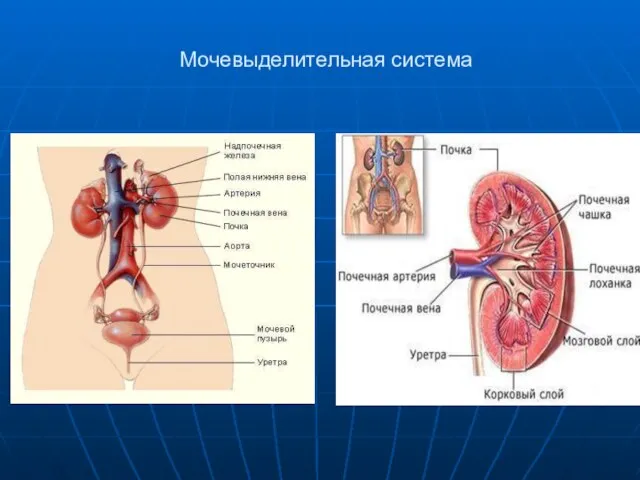 Мочевыделительная система