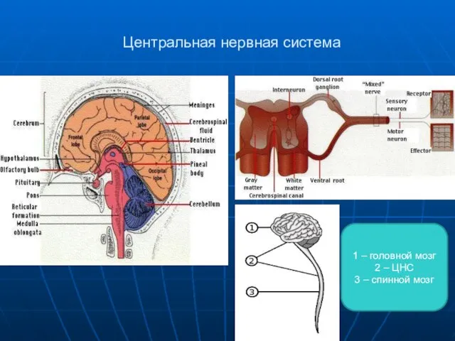 Центральная нервная система 1 – головной мозг 2 – ЦНС 3 – спинной мозг