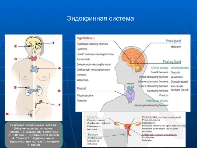 Эндокринная система Основные эндокринные железы. (Мужчины слева, женщины справа.) 1. Шишковидныежелезы 2.