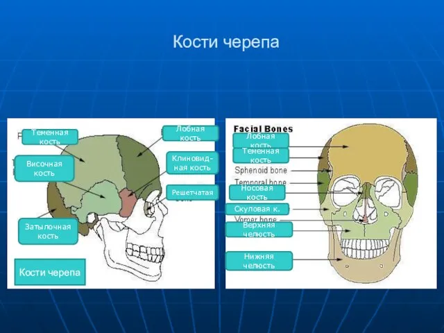 Кости черепа Теменная кость Лобная кость Височная кость Клиновид-ная кость Затылочная кость