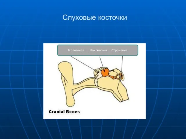 Слуховые косточки Молоточек Наковальня Стремечко