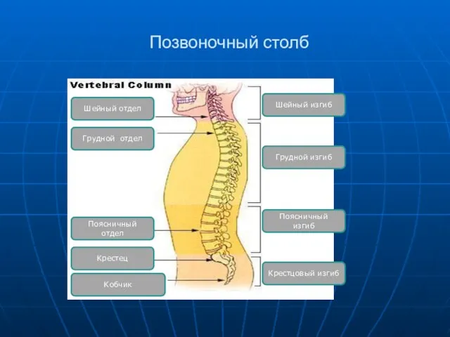 Позвоночный столб Шейный отдел Грудной отдел Поясничный отдел Крестец Кобчик Шейный изгиб