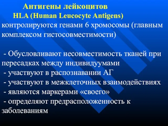 Антигены лейкоцитов HLA (Human Leucocyte Antigens) контролируются генами 6 хромосомы (главным комплексом