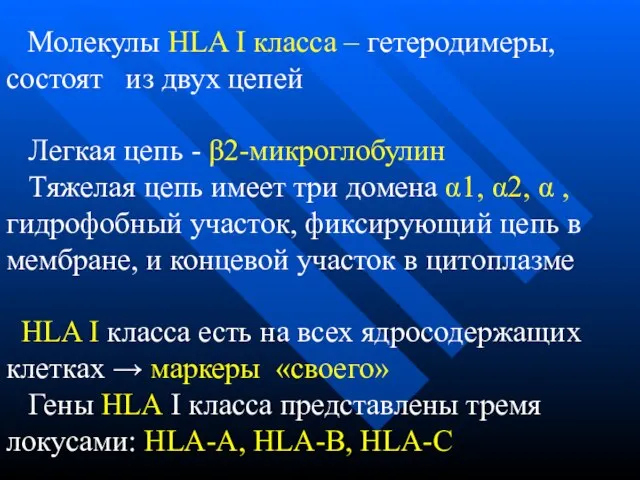 Молекулы HLA I класса – гетеродимеры, состоят из двух цепей Легкая цепь