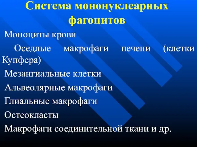 Система мононуклеарных фагоцитов Моноциты крови Оседлые макрофаги печени (клетки Купфера) Мезангиальные клетки