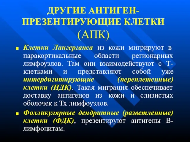 ДРУГИЕ АНТИГЕН-ПРЕЗЕНТИРУЮЩИЕ КЛЕТКИ (АПК) Клетки Лангерганса из кожи мигрируют в паракортикальные области