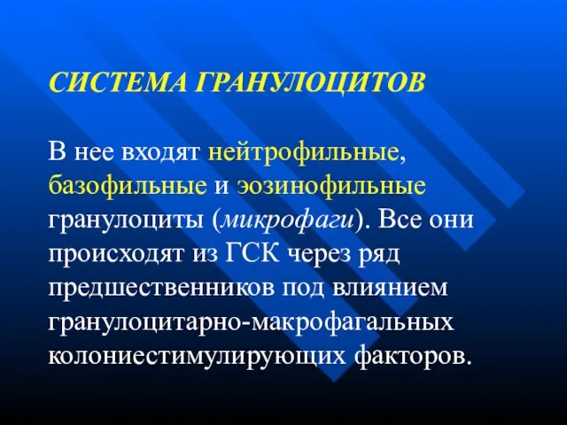 СИСТЕМА ГРАНУЛОЦИТОВ В нее входят нейтрофильные, базофильные и эозинофильные гранулоциты (микрофаги). Все