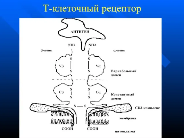 Т-клеточный рецептор