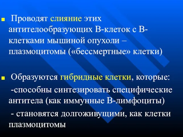 Проводят слияние этих антителообразующих В-клеток с В-клетками мышиной опухоли – плазмоцитомы («бессмертные»