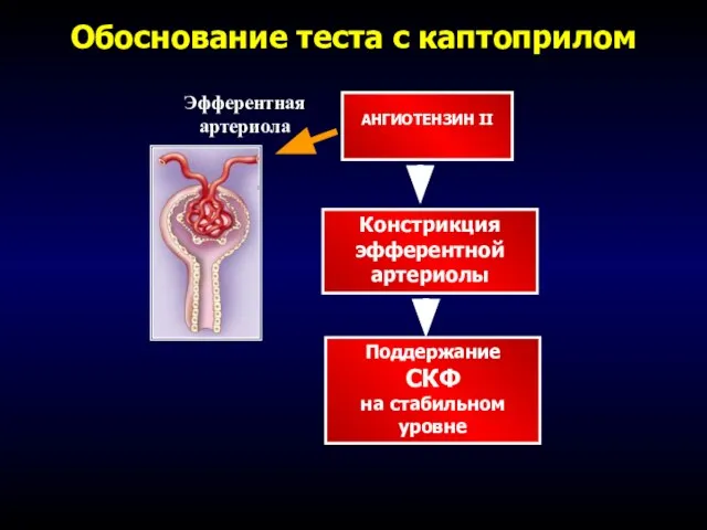 Обоснование теста с каптоприлом Эфферентная артериола АНГИОТЕНЗИН II Констрикция эфферентной артериолы Поддержание СКФ на стабильном уровне