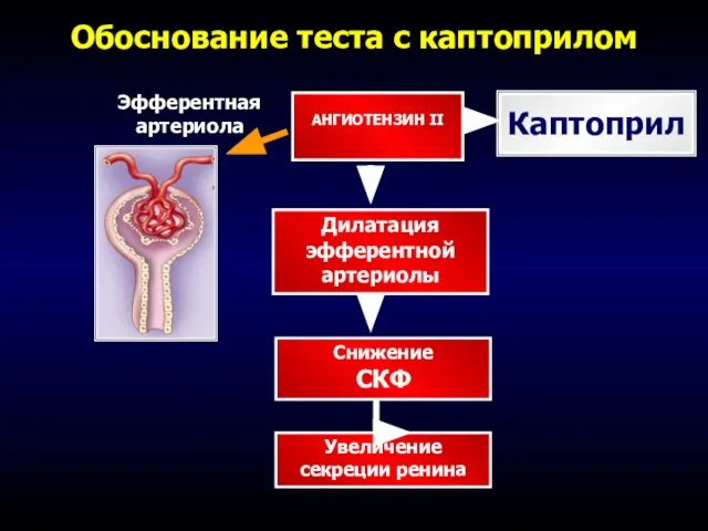 Обоснование теста с каптоприлом Эфферентная артериола АНГИОТЕНЗИН II Дилатация эфферентной артериолы Снижение