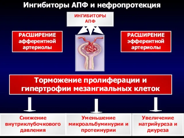 Снижение внутриклубочкового давления Торможение пролиферации и гипертрофии мезангиальных клеток РАСШИРЕНИЕ афферентной артериолы