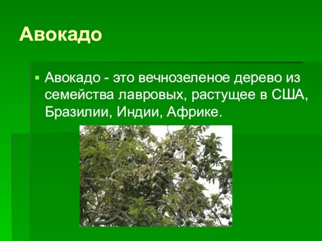 Авокадо Авокадо - это вечнозеленое дерево из семейства лавровых, растущее в США, Бразилии, Индии, Африке.