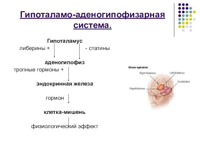 Гипоталамо-аденогипофизарная система. Гипоталамус либерины + - статины аденогипофиз тропные гормоны + эндокринная