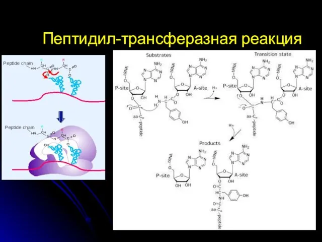 Пептидил-трансферазная реакция