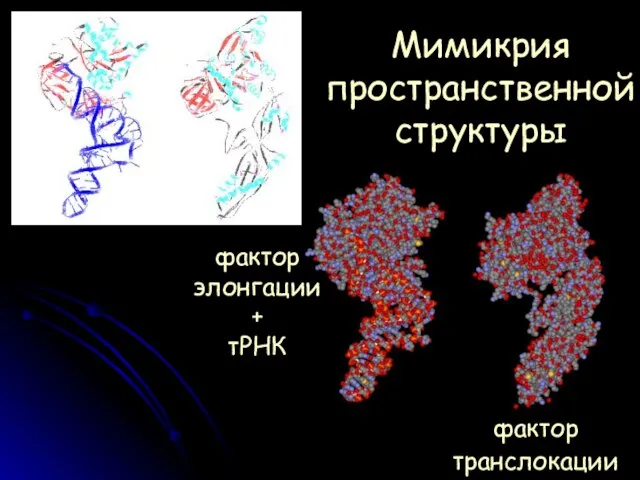 Мимикрия пространственной структуры фактор транслокации фактор элонгации + тРНК