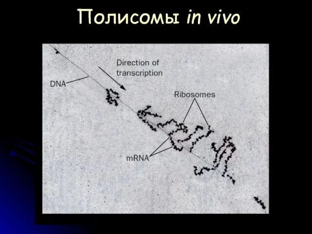 Полисомы in vivo