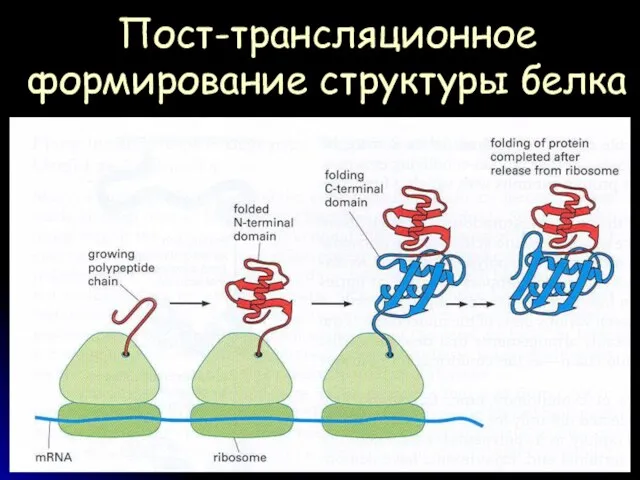 Пост-трансляционное формирование структуры белка
