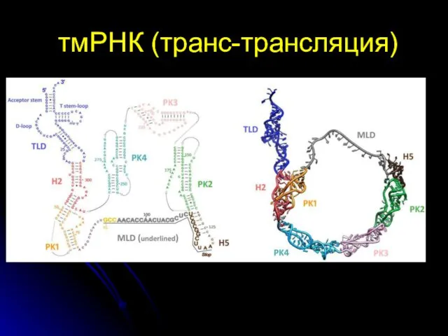 тмРНК (транс-трансляция)