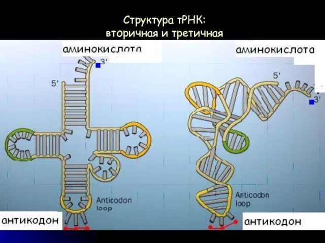 Структура тРНК: вторичная и третичная