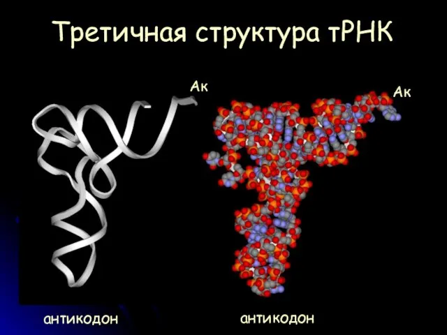 Третичная структура тРНК антикодон антикодон Ак Ак