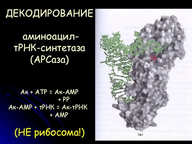ДЕКОДИРОВАНИЕ аминоацил- тРНК-синтетаза (АРСаза) Ак + АТР = Ак-АМР + РР Ак-АМР