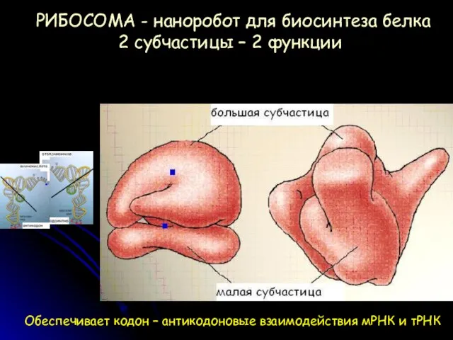 РИБОСОМА - наноробот для биосинтеза белка 2 субчастицы – 2 функции Обеспечивает